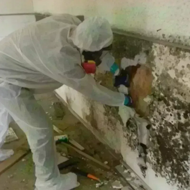 Mold Remediation and Removal in Simpsonville, SC